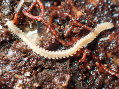 Andrognathus corticarius