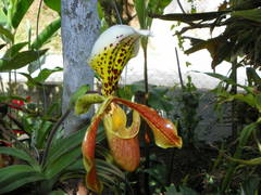 Paphiopedilum