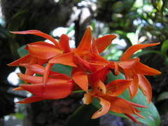 Guarianthe aurantiaca