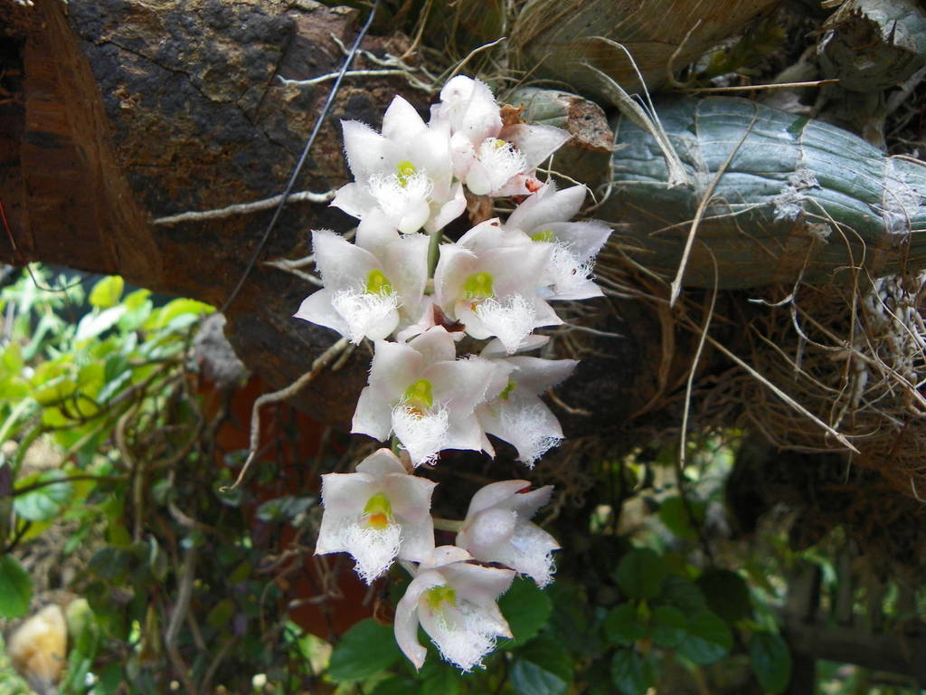 Orquídea de canasta rosa (Orquídeas de Bosques de niebla) · iNaturalist