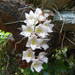 Rose-Colored Basket Orchid - Photo (c) Erick Noe Tapia Banda, some rights reserved (CC BY-NC), uploaded by Erick Noe Tapia Banda