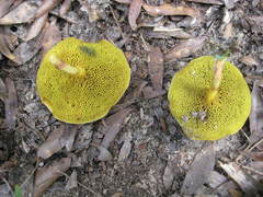 Xerocomus illudens