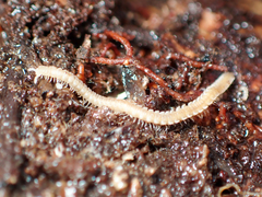 Andrognathus corticarius