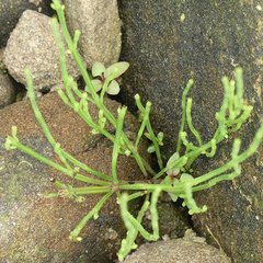 Equisetum arvense image