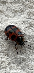 Chrysomelidae