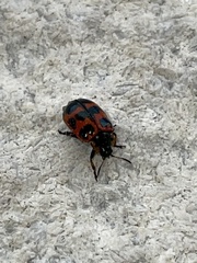 Chrysomelidae