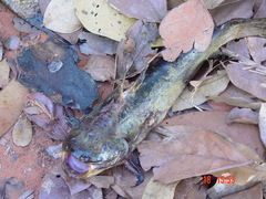 Auchenipteridae
