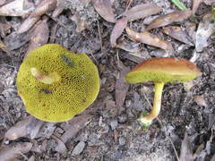 Xerocomus illudens