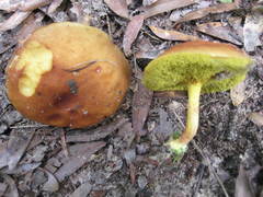 Xerocomus illudens