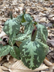 Trillium cuneatum