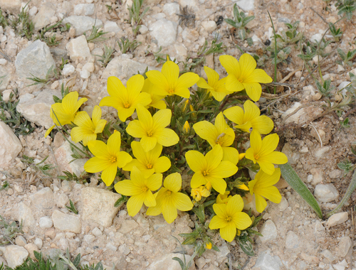 Linum elegans (Linum elegans)