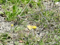 Leontodon longirostris