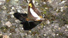 Adelpha pithys