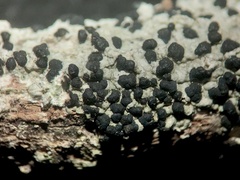 Mycoblastus sanguinarioides