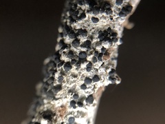 Mycoblastus sanguinarioides