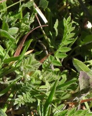 Onobrychis humilis matritensis