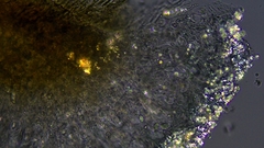 Mycoblastus sanguinarioides