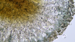 Mycoblastus sanguinarioides