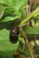 Plectonycha correntina