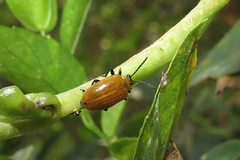 Plectonycha correntina