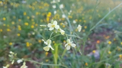 Bunias erucago