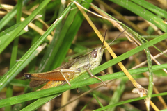 Amblytropidia australis