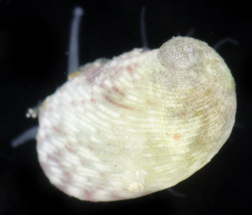 Synaptocochlea concinna observed 2017-05-24