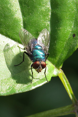 Lucilia eximia