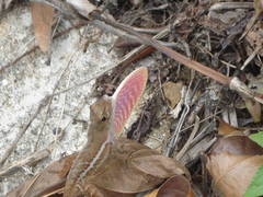 False Clouded Anole photo 3