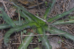 Tradescantia tharpii