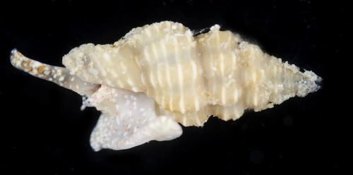 Lienardia mighelsi observed 2017-05-24