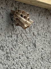 Mischocyttarus mexicanus