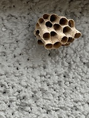 Mischocyttarus mexicanus