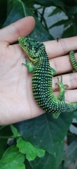 Abronia graminea