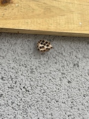 Mischocyttarus mexicanus