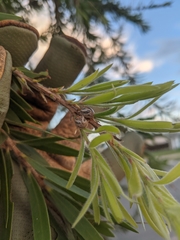 Paropsisterna semifumata