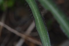 Tradescantia tharpii