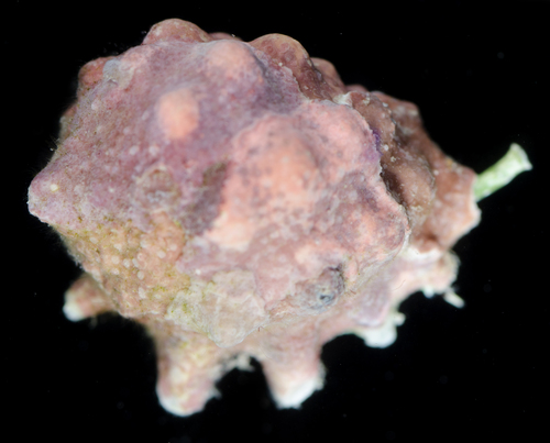 Drupa ricinus observed 2017-05-25