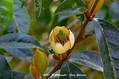 Magnolia figo