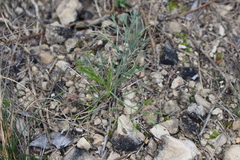 Seseli longifolium