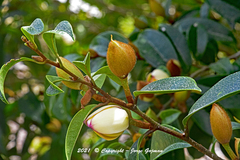 Magnolia figo
