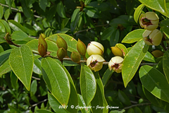 Magnolia figo