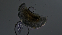 Mycoblastus sanguinarioides