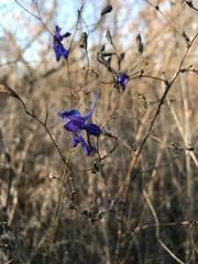 Delphinium consolida paniculatum