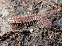 Pseudopolydesmus erasus