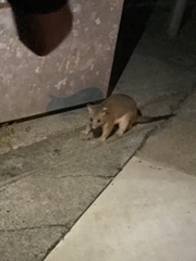 Trichosurus vulpecula arnhemensis