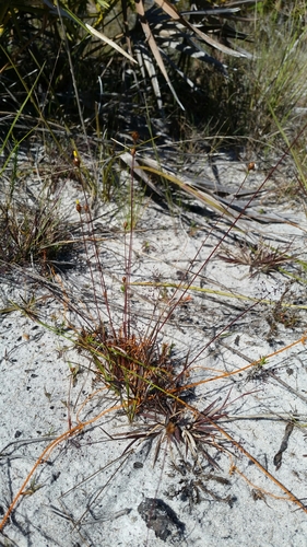 Image of Xyris brevifolia by (c) Jay Horn, some rights reserved (CC BY)