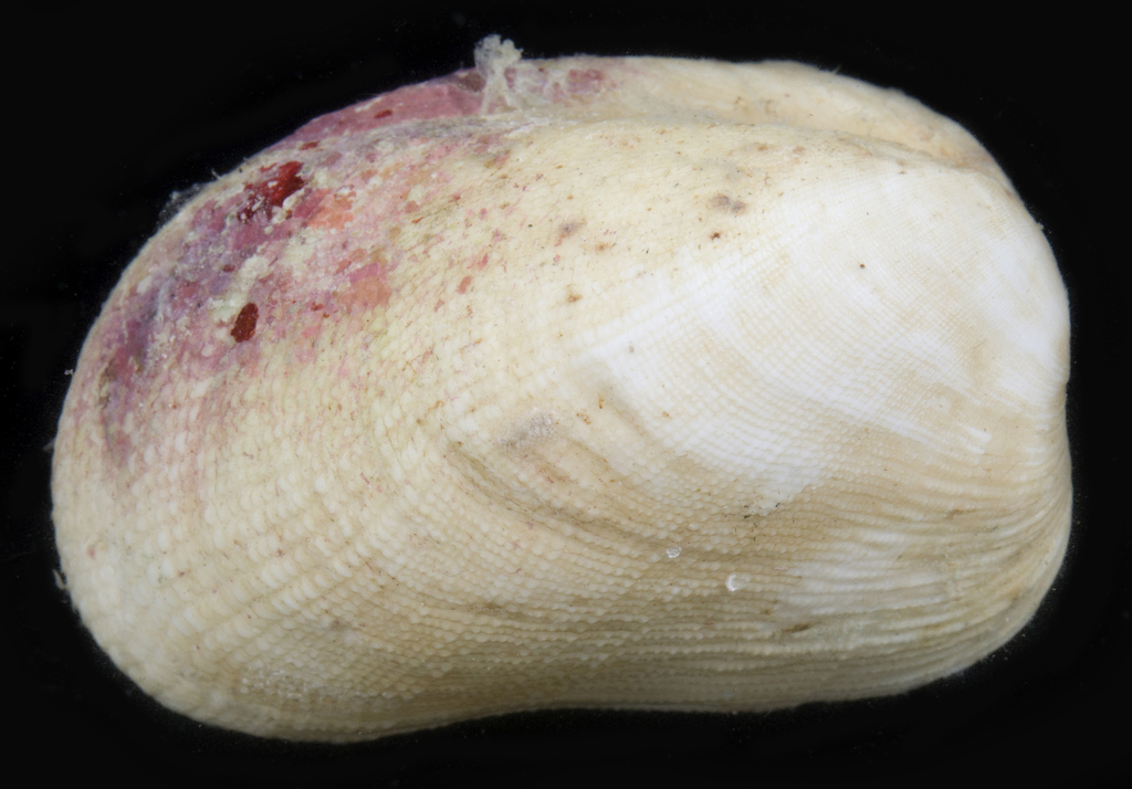 Trapezium oblongum