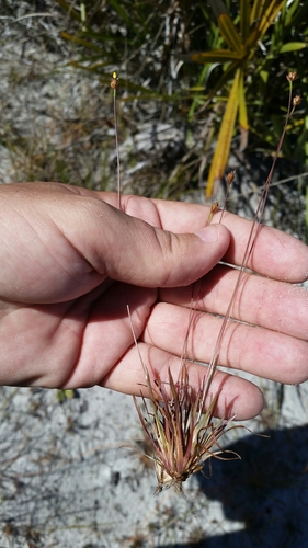 Image of Xyris brevifolia by (c) Jay Horn, some rights reserved (CC BY)
