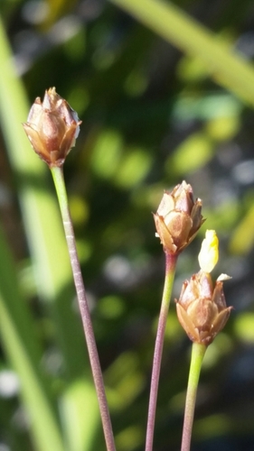 Image of Xyris brevifolia by (c) Jay Horn, some rights reserved (CC BY)